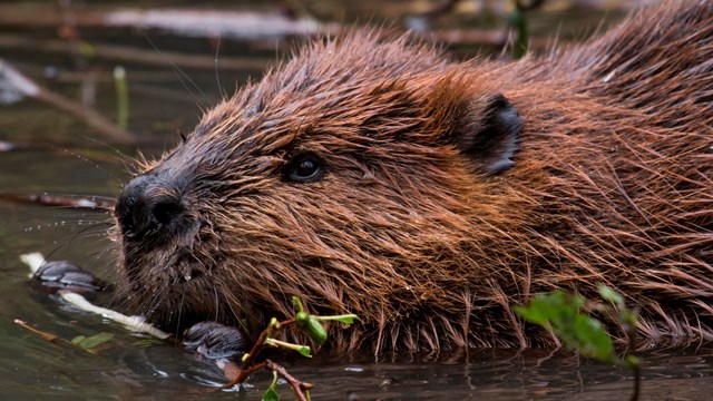 A brown, furry mammal in water, only the head showing.