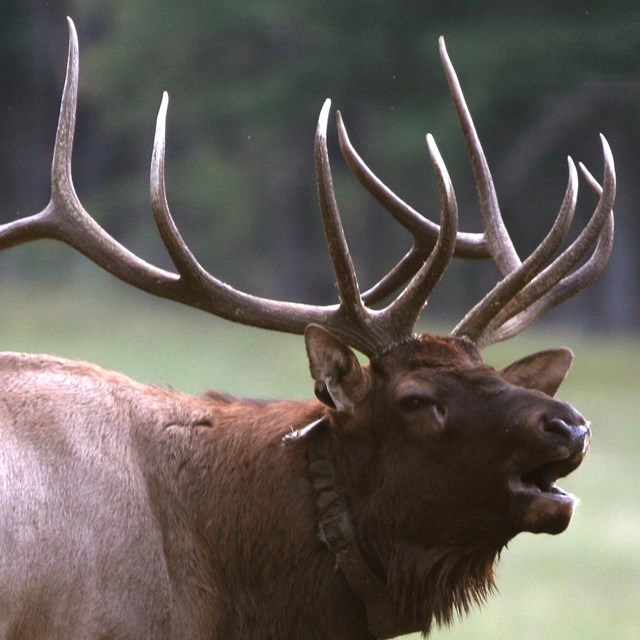 A bull elk standing in front of a field.
