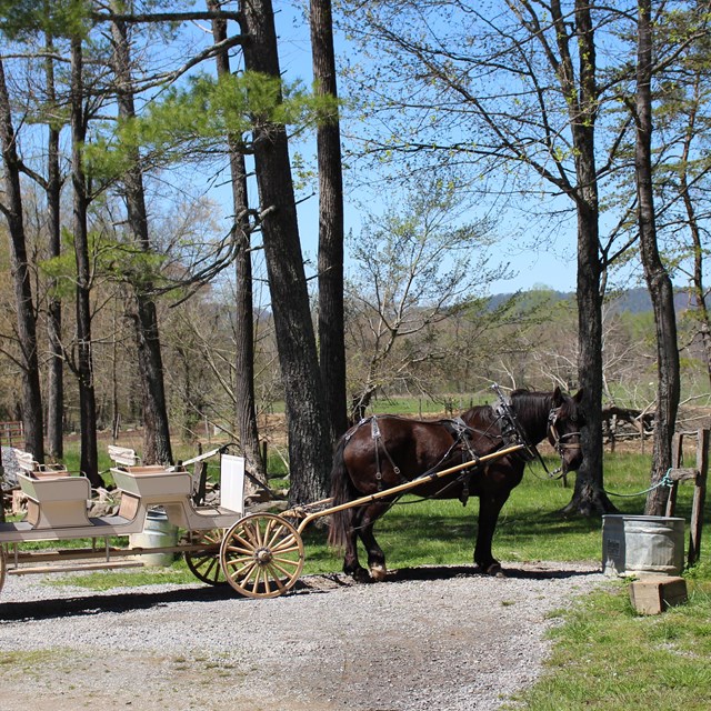 A dark brown horse attached to a cream-colored carriage. Pine trees, grass & distant views in frame.