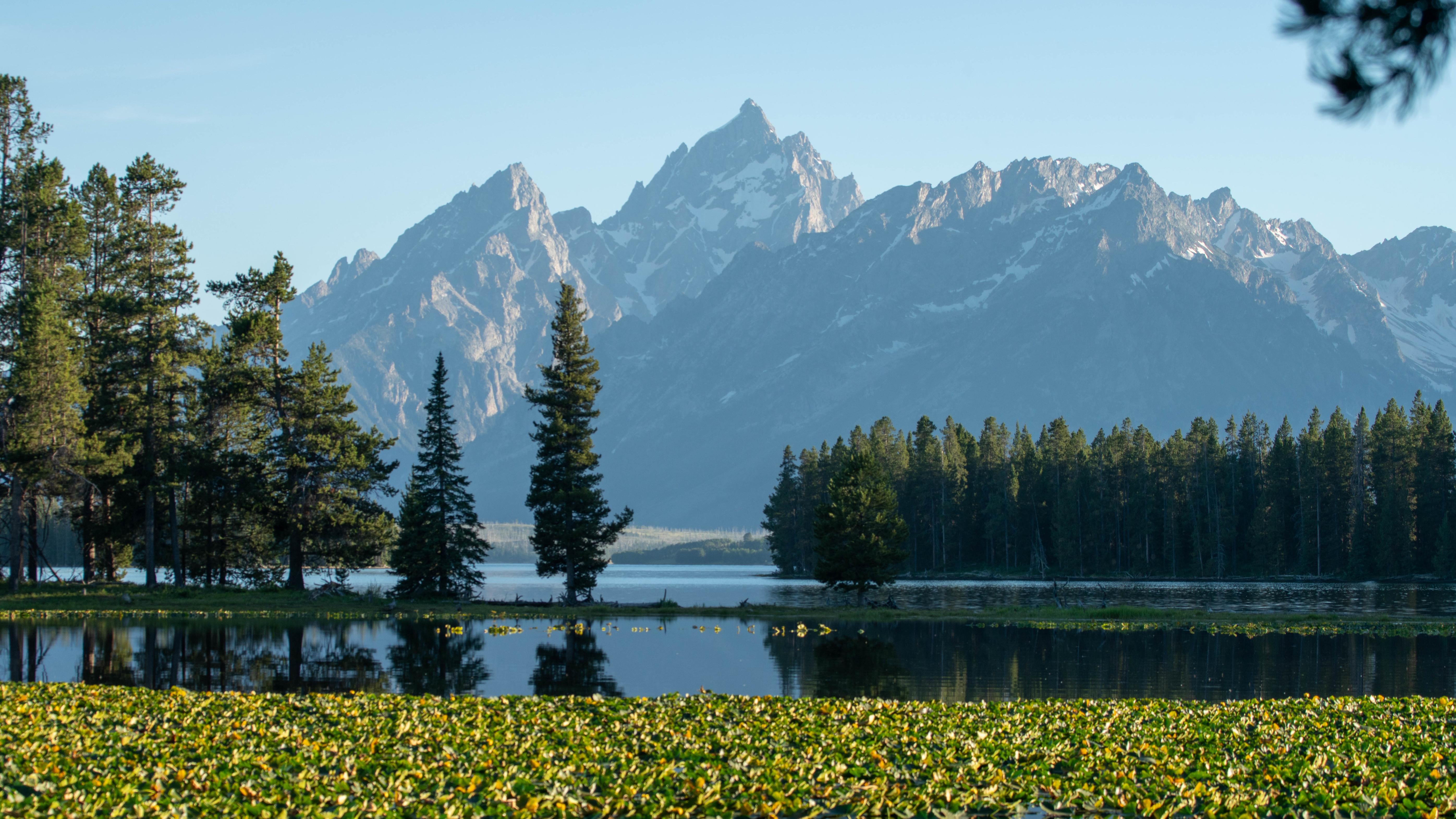 Pond with lily pads with the mountains of the Teton Range reflected on clear day