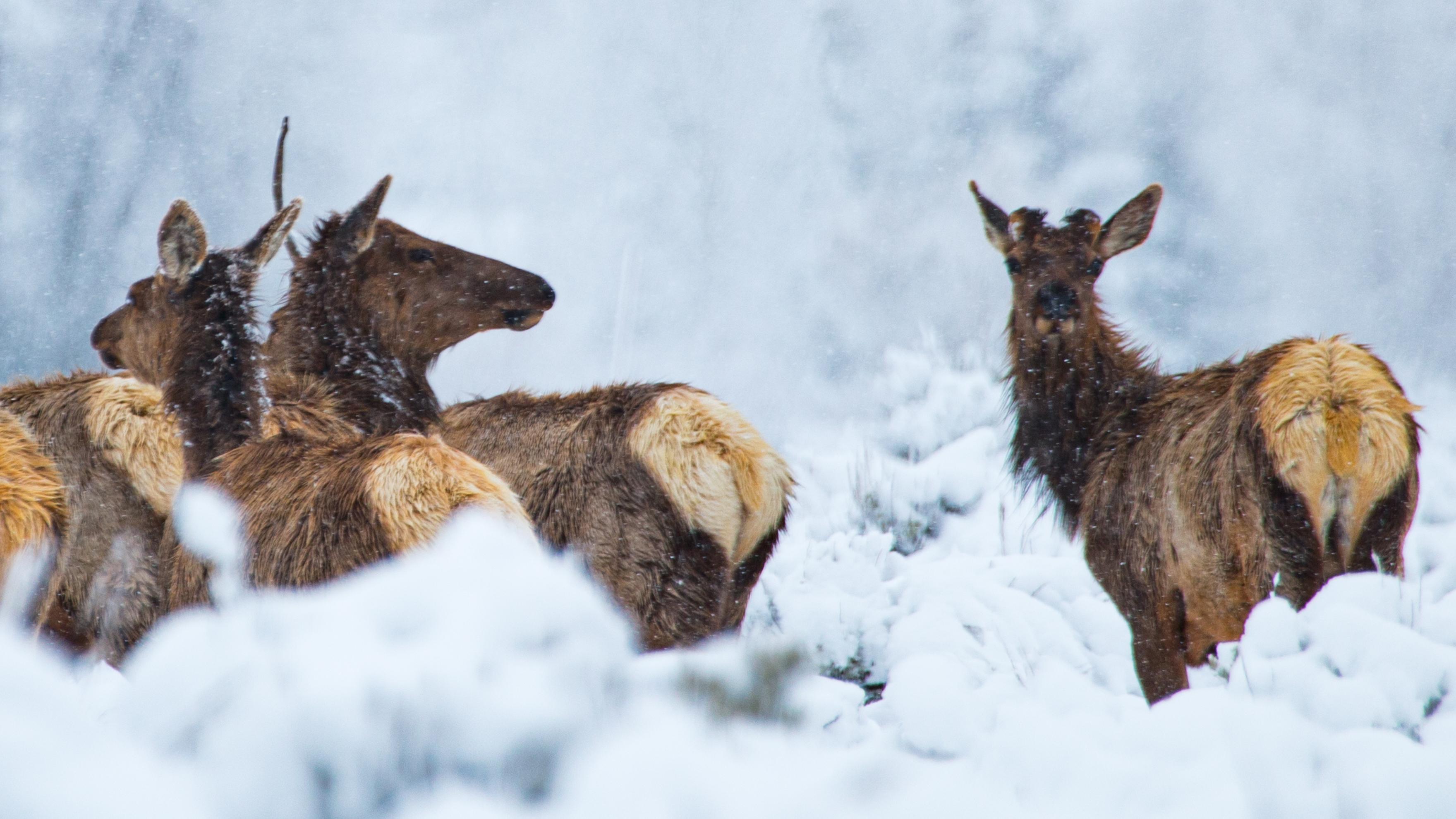 Winter in Grand Teton - Grand Teton National Park (U.S. National