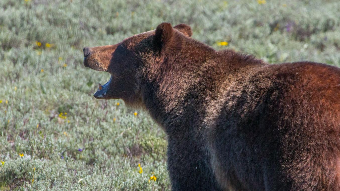 Grizzly bear in the sage