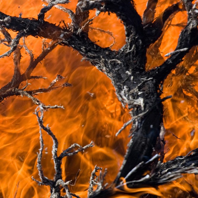 Branches burn, with orange flame filling the image.