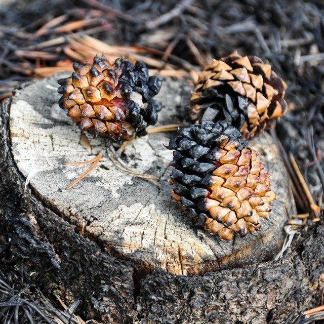 Three pinecones are partially burnt, and have opened slightly from the heat of the fire.