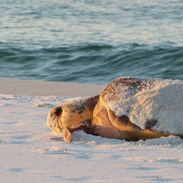 An adult sea turtle craws toward the water on a white sand beach.