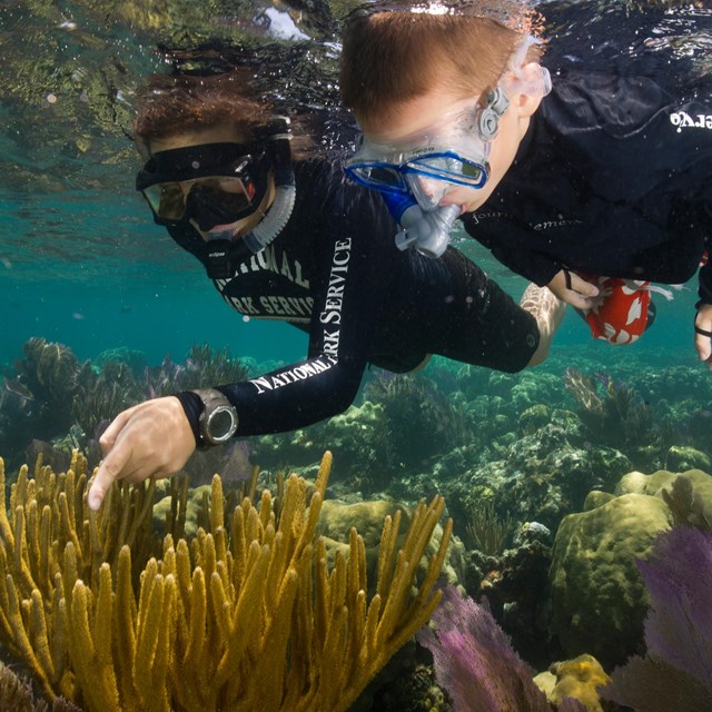 Person diving