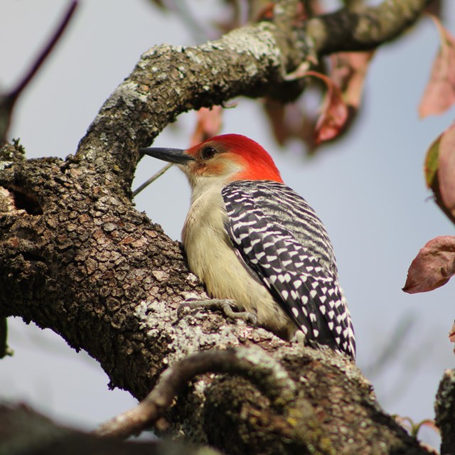 Red-bellied Woodpecker in a tree on the farm side at Hampton.