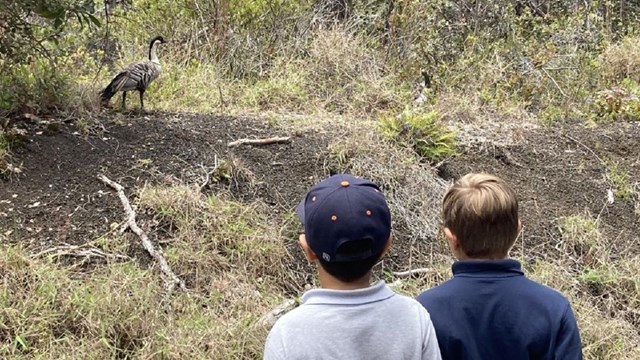 Two students looking at a nēnē goose.