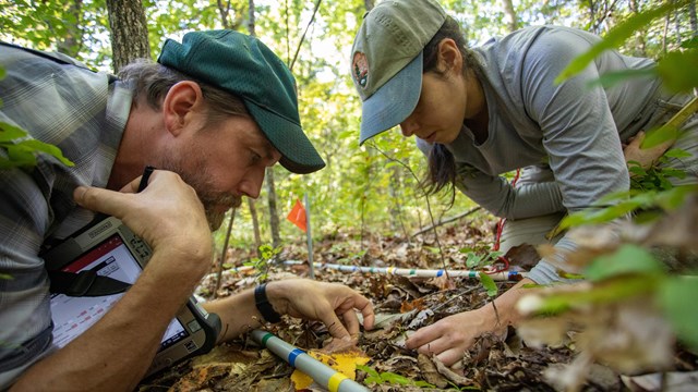Two biologists examine the forest floor. 