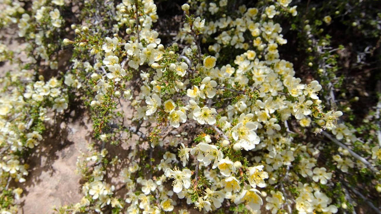 yellow cliffrose blossoms