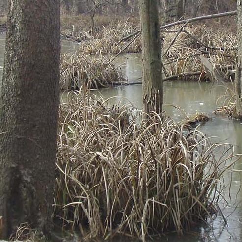 Photo of a wetland area at Cuyahoga Valley National Park