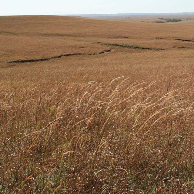 Landscape photo at Tallgrass Prairie National Preserve