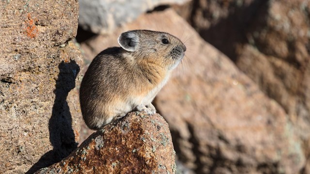 A pika perched on a rock in a boulder field.
