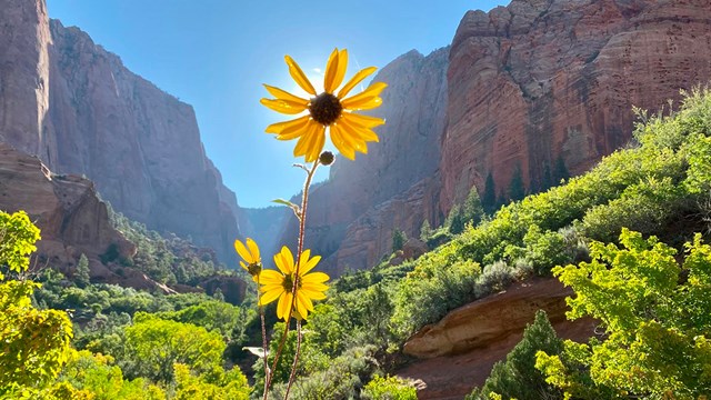 Yellow flowers against a backdrop of red rock and blue sky.