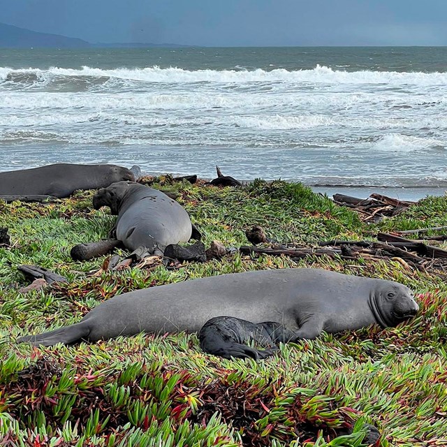 A coastline with elephant seals.