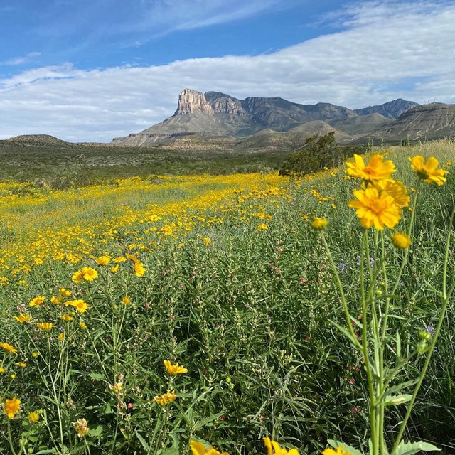 A field of wild sunflowers with El Capitan in the background.