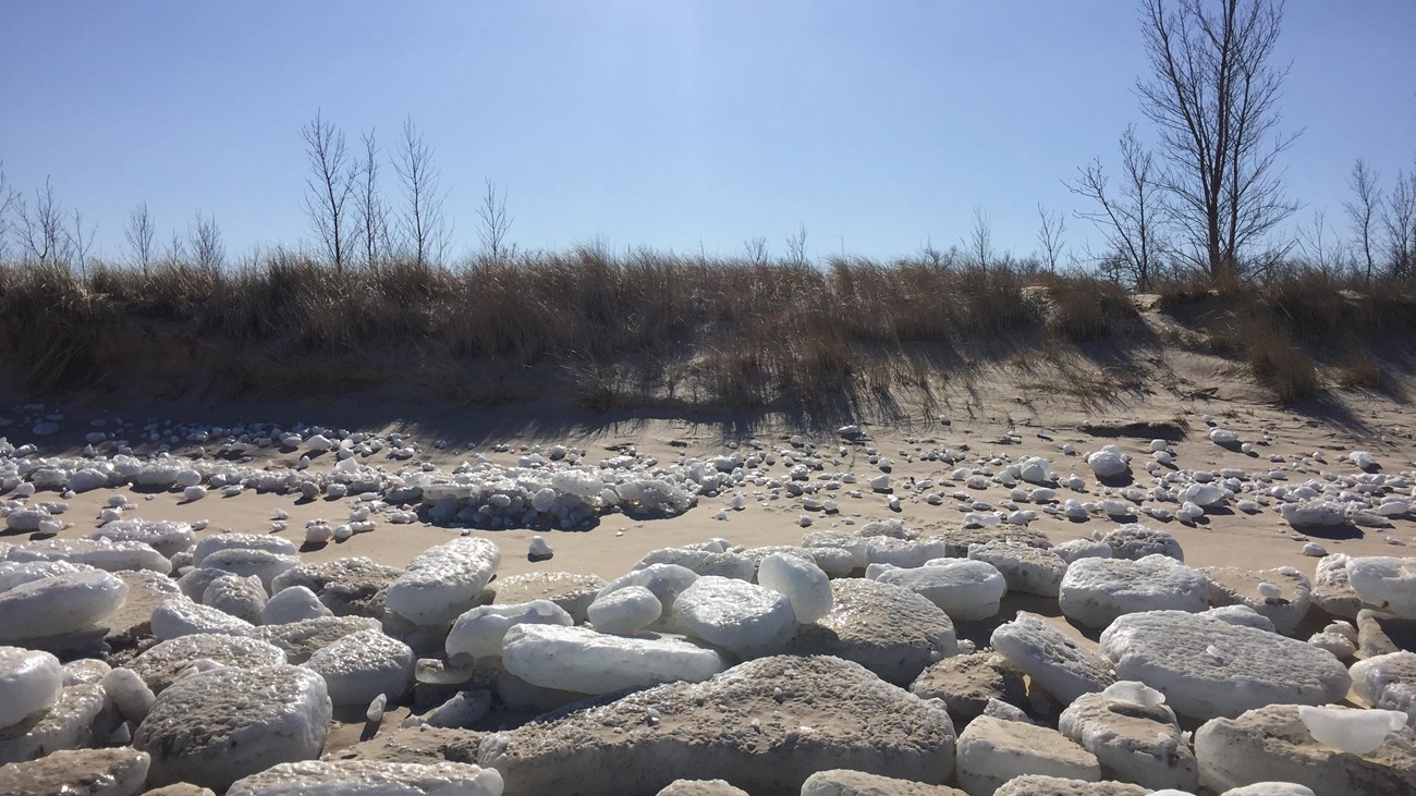 Chunks of blocky white ice covered a sandy beach, a foredune with dormant plants behind the beach.
