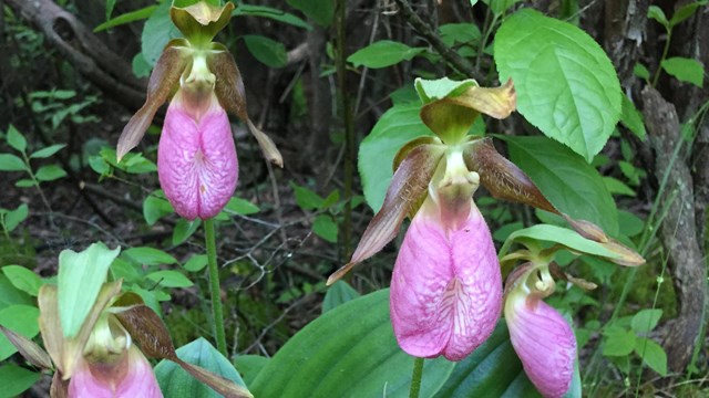 Five bulbous pink blooms of the moccasin flower rise from thin stalks and wide, green leaves. 
