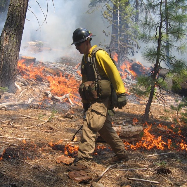 Wildland firefighter igniting grass with a drip torch