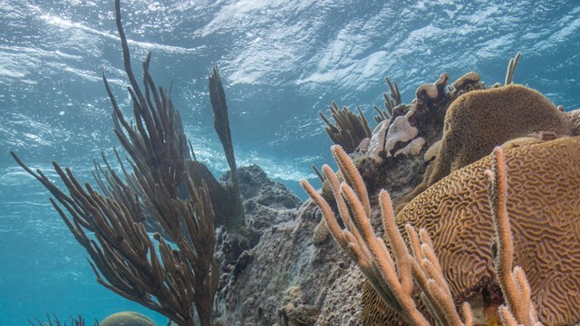 Underwater coral