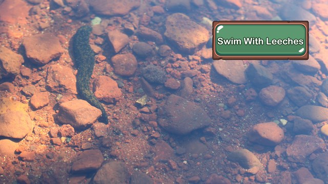 A leech swims between rocks underwater.