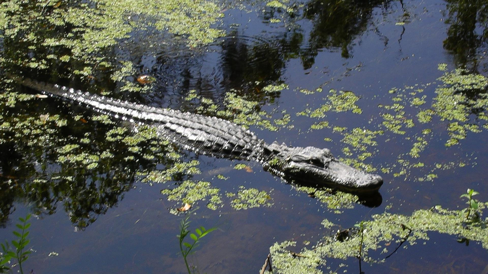 jean lafitte park