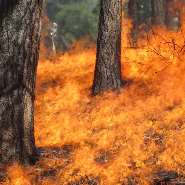 Flames envelop the forest floor