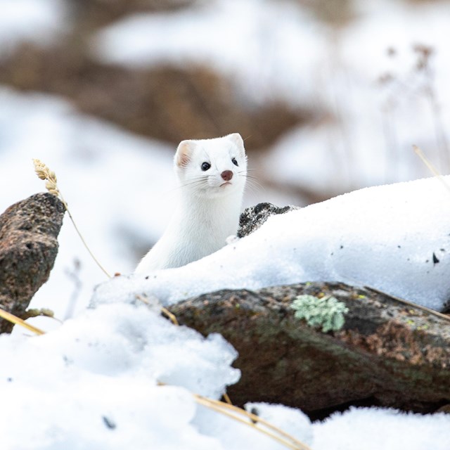 A white long-tailed weasel pokes its head up from behind a snowy log.