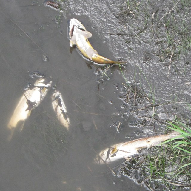 Several dead fish float in a murky stream