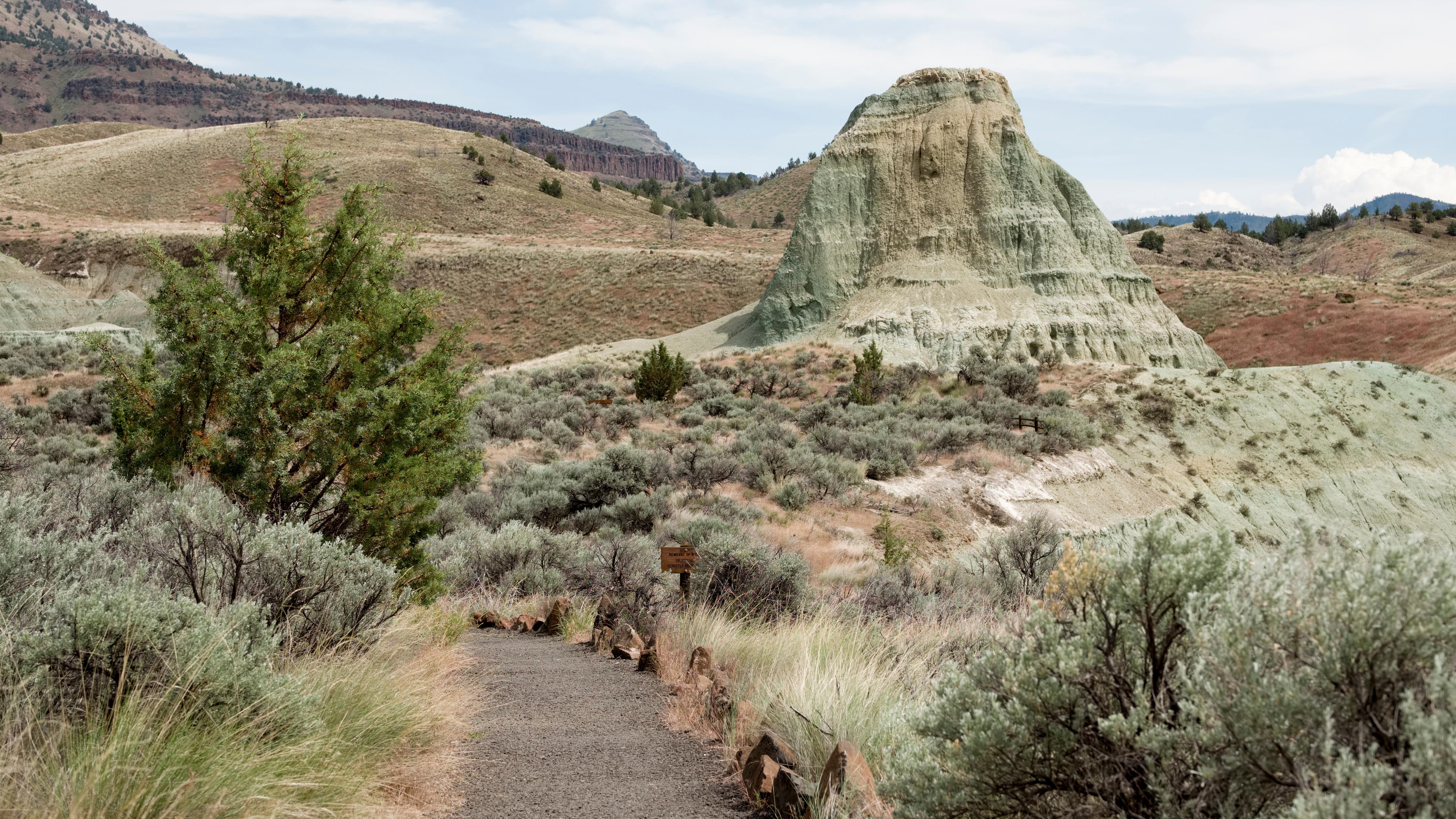 A gravel path between a Juniper tree and sagebrush leading to green claystone rock formations.