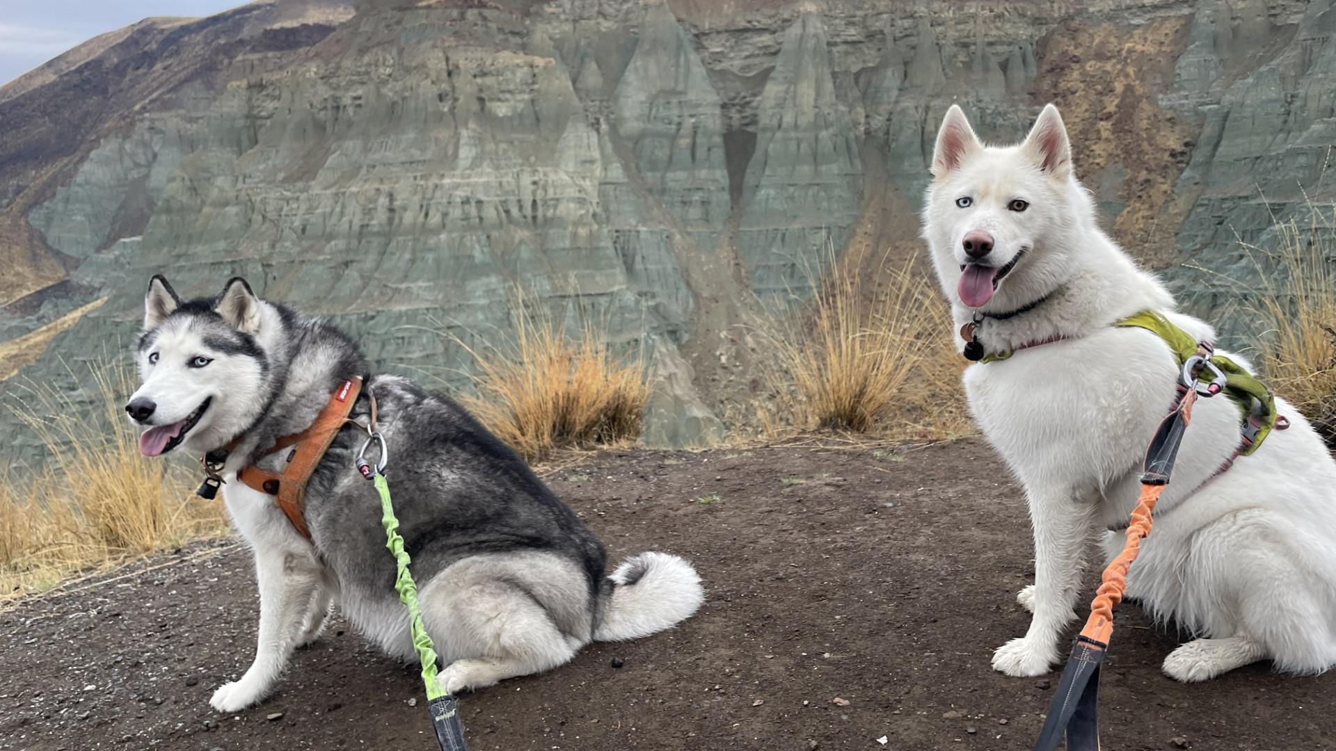 Two huskies on leash sitting in front of a hill that has slightly eroded into spires.
