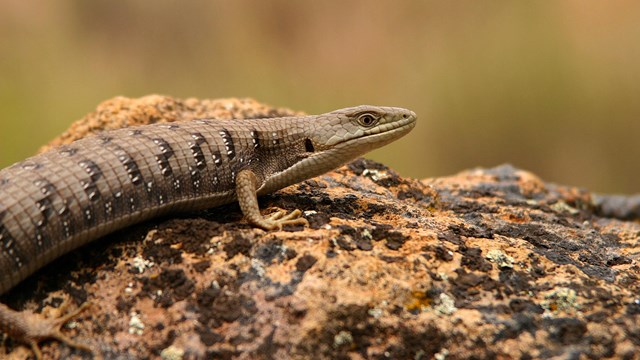 A lizard resting on a rock. The lizard is tan with black and white spots.