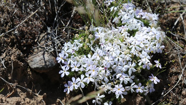 A cluster of low-growing, five-petaled, white flowers with moss-like leaves.