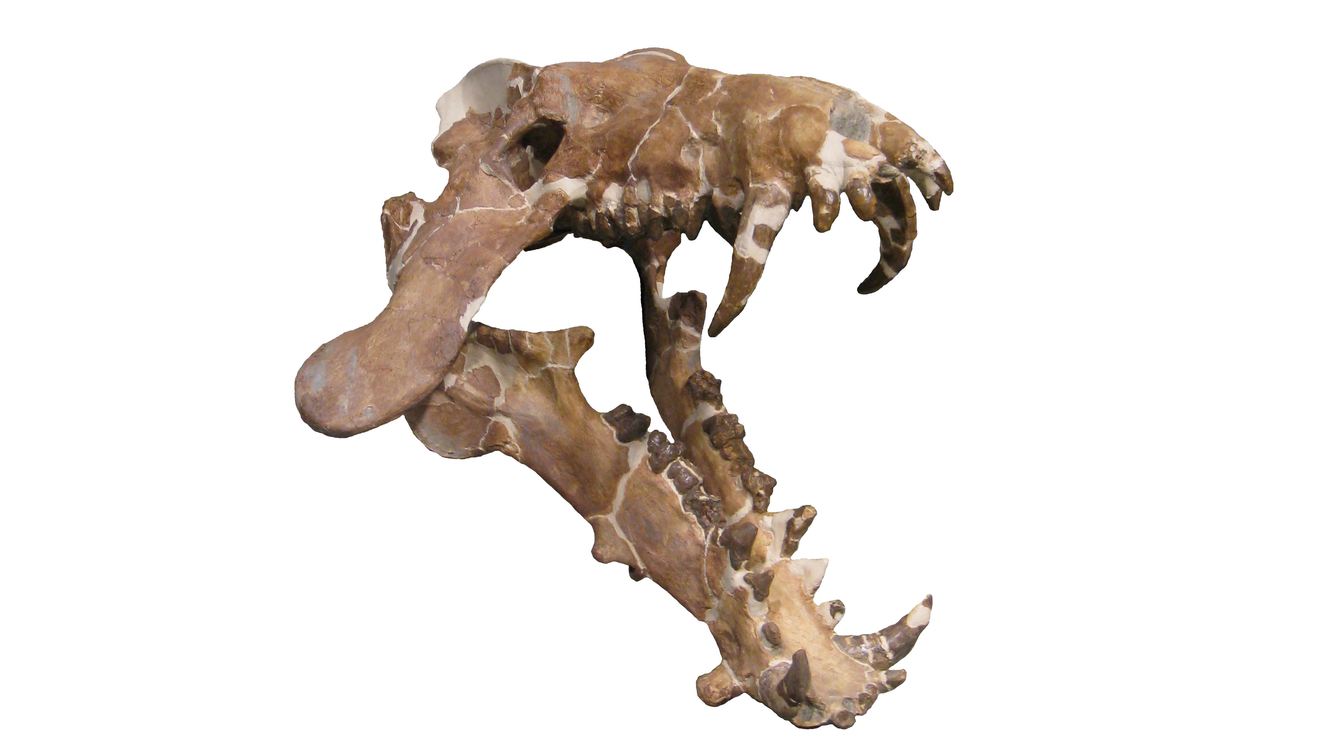 A large variety of fossils await you right here on our website!