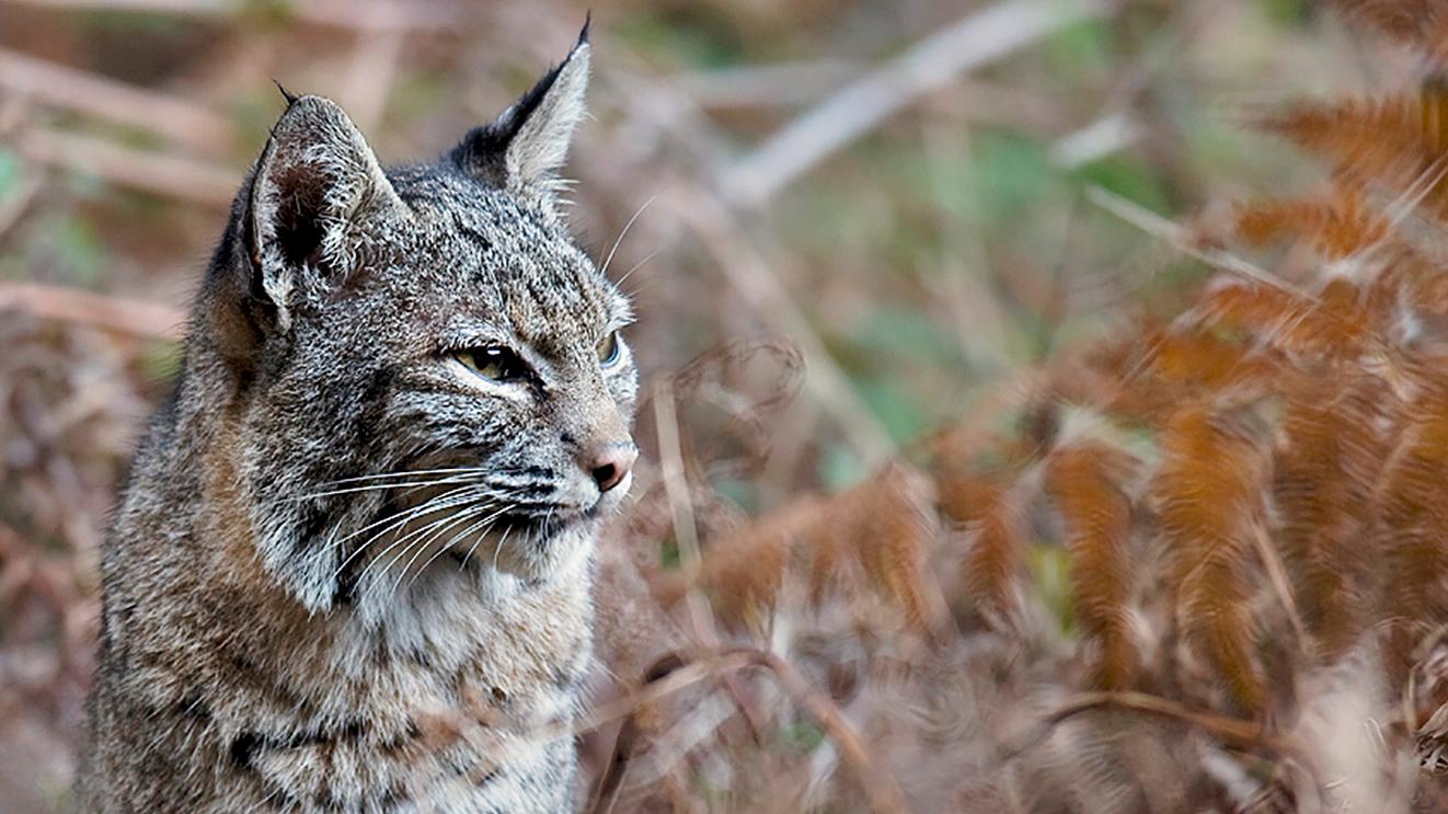 Close up of a bobcat gazing out through tall grass.