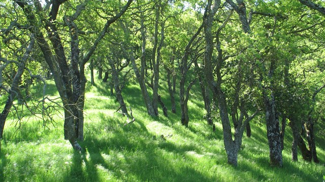 Blue Oak Woodland at John Muir National Historic Site