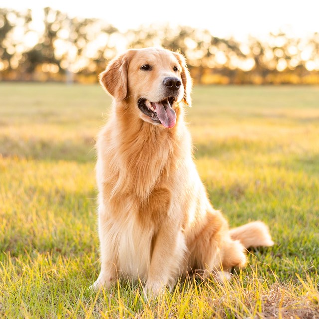 A Golden Retriever dog sits in a grassy field with trees in the background. 