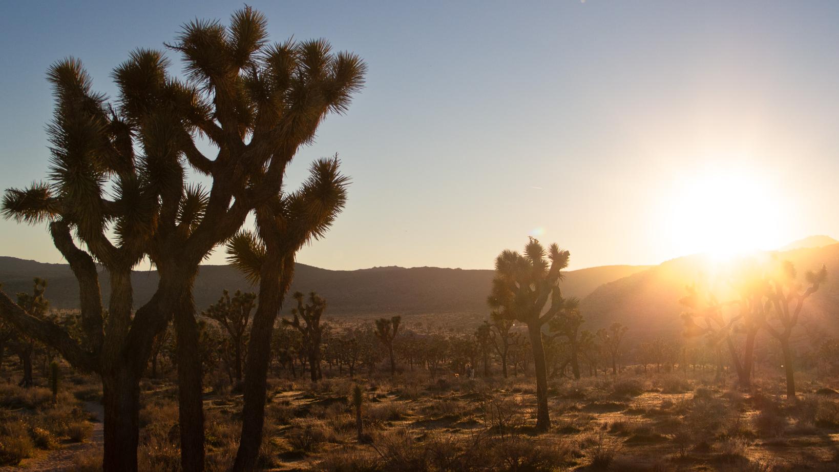 A Joshua tree landscape 