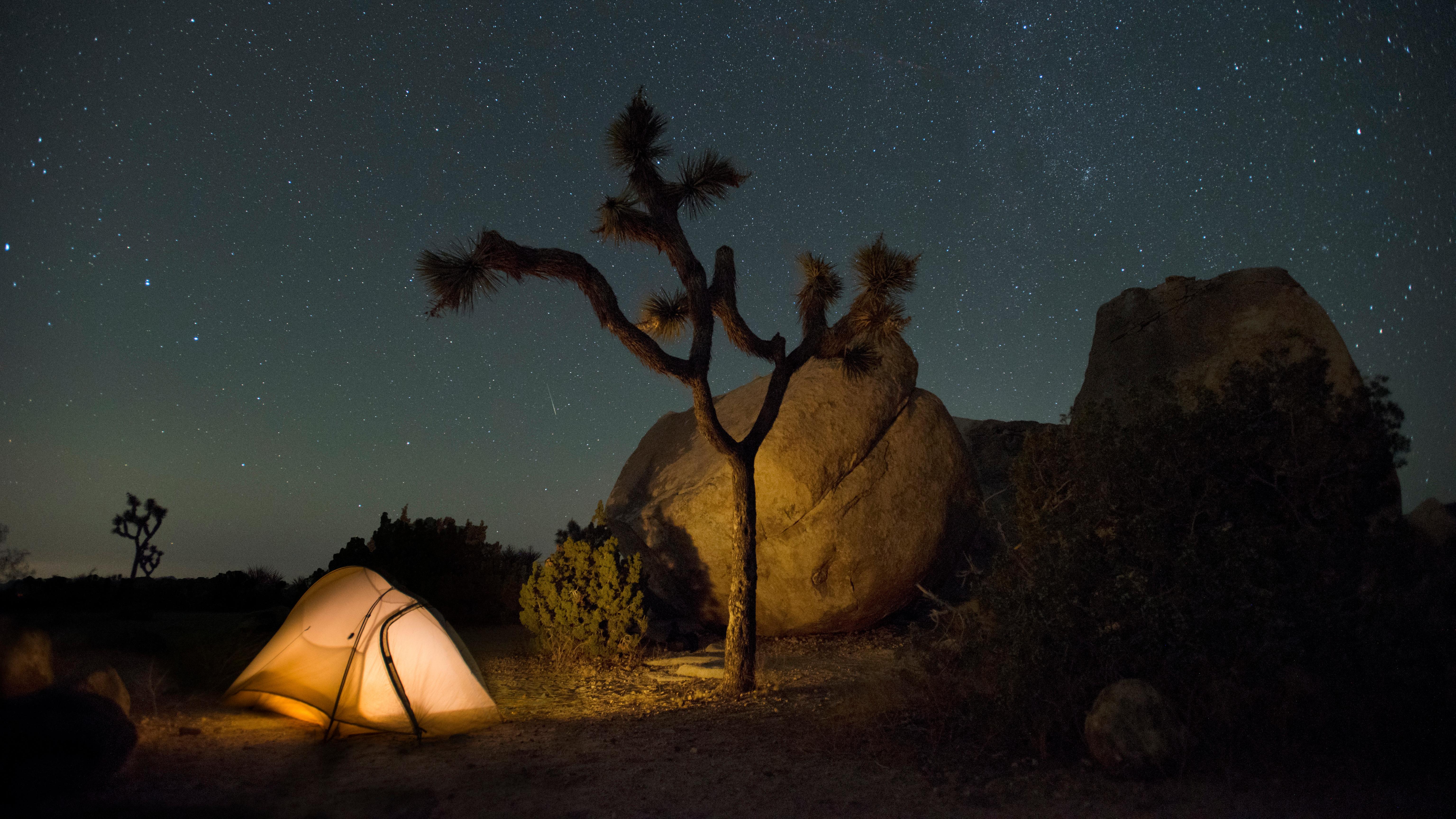 Color photo taken at night with a tent, Joshua tree, and night sky. NPS / Hannah Schwalbe