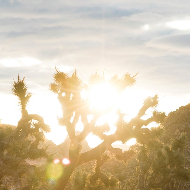 Sun shining through a Joshua tree. 