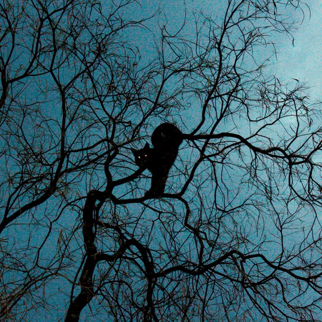 A silhouetted bobcat in a tree stares at the camera with glowing eyes.