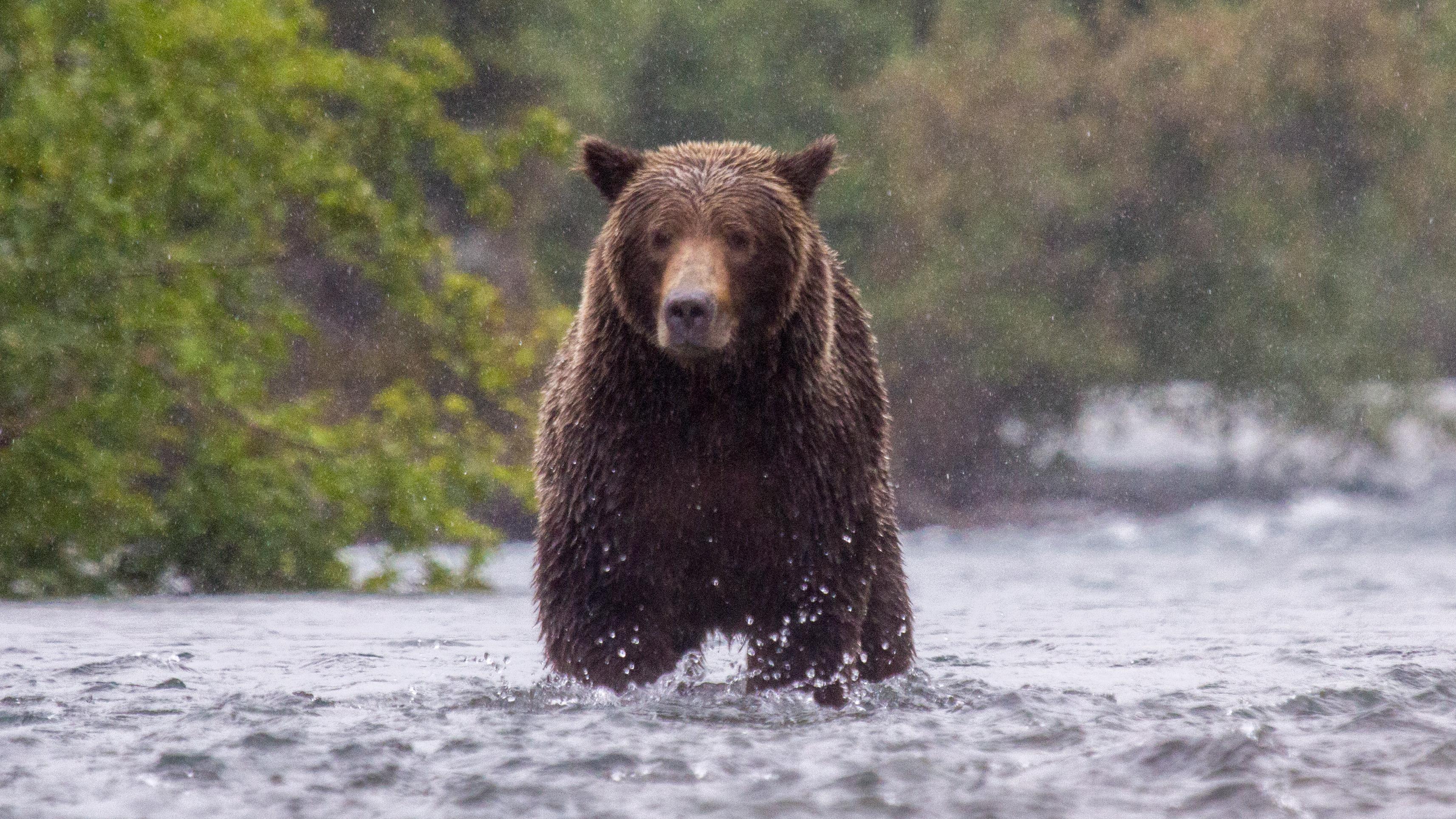 a brown bear stands in the middle of a steam looking head-on as it lightly rains.