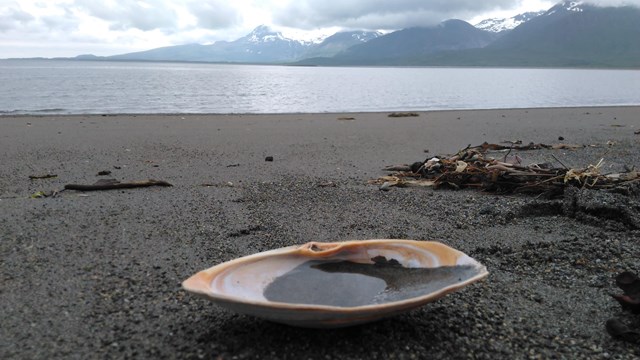 A clam shell on a beach, with mountains in the background