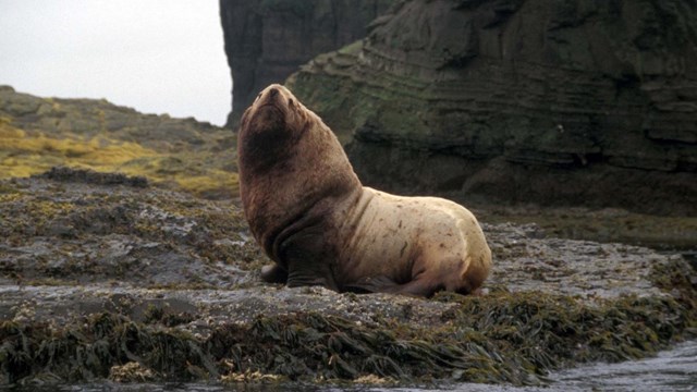 A sea lion on a rock along the shore