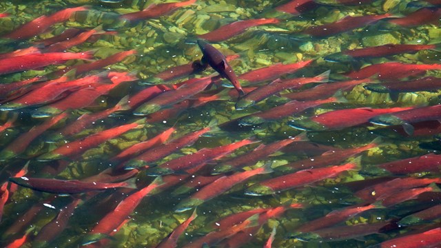 A school of red salmon swim in a shallow stream