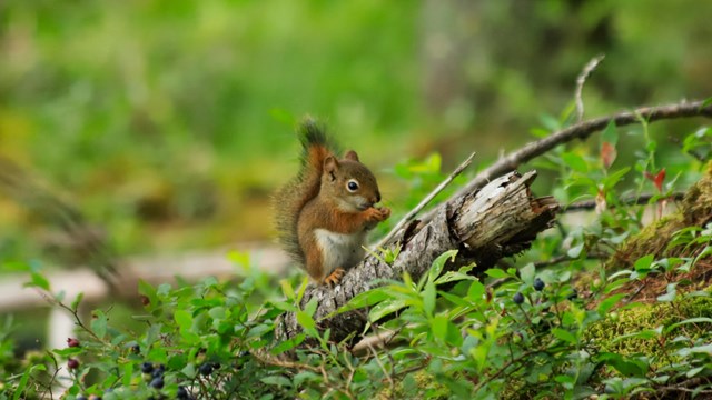 A red squirrel sitting on a log on the forest floor with a berry in its hand.