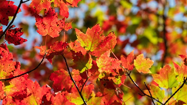 A close-up image of red, orange, and yellow leaves on a tree in the monument.