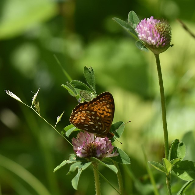 orange and black butterfly on a purple clover flower