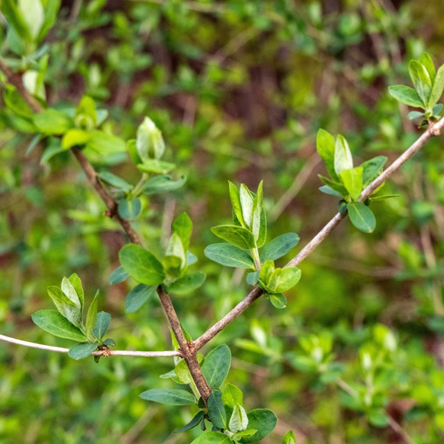 green honeysuckle branches