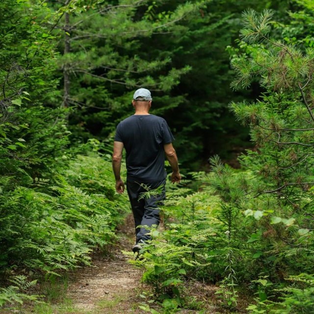 A hiker with his back facing the camera hikes on a gravel trail in a dense green mixed forest.